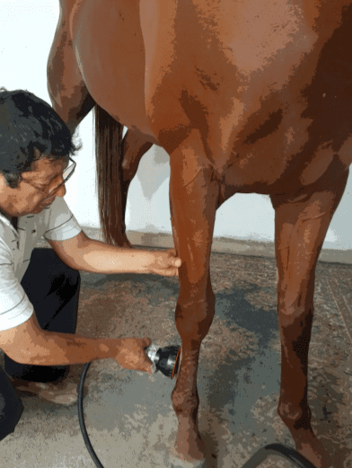 Horse1